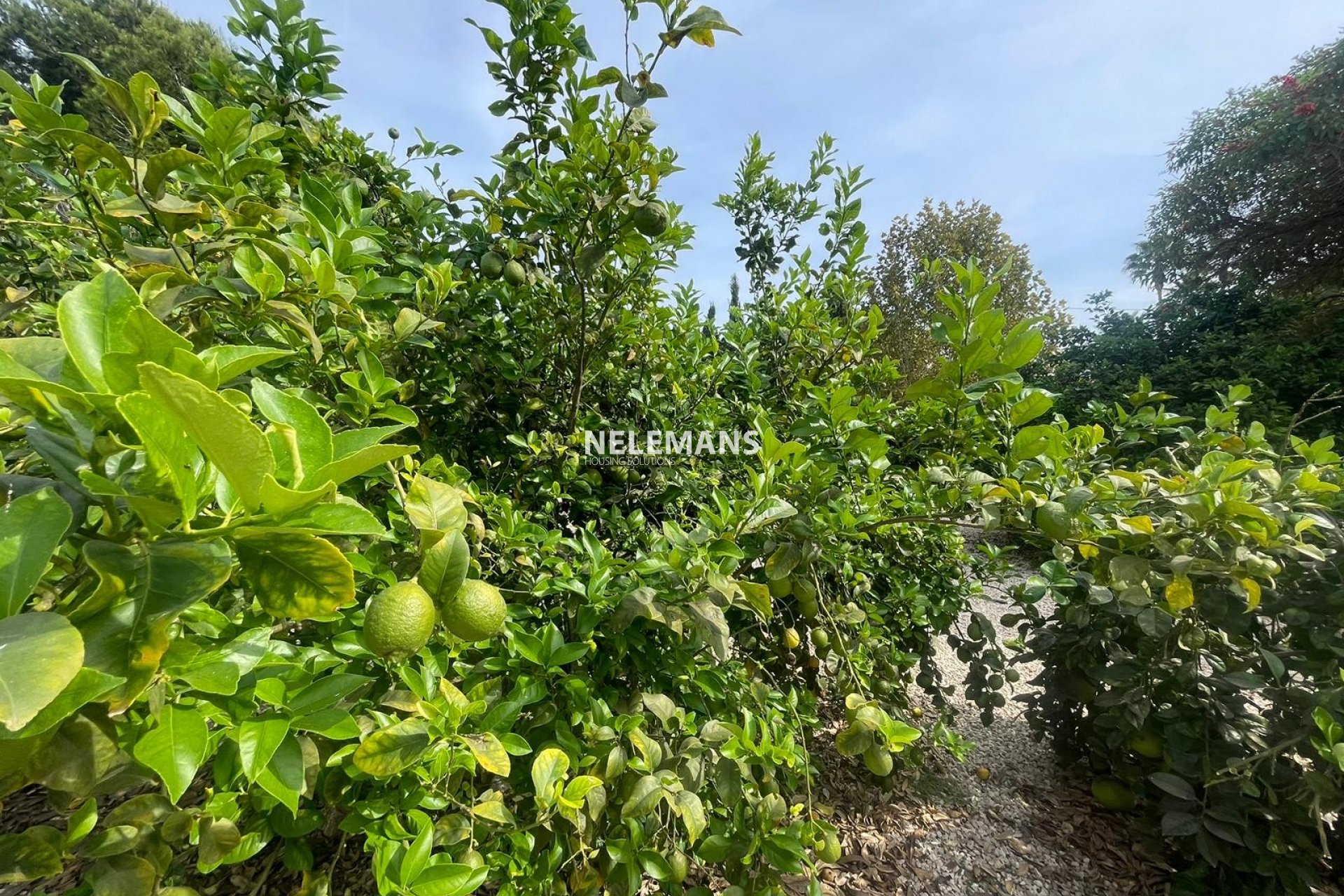 Revente - Country Property - Daya Vieja