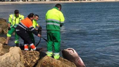 Nieuws: Vier meter lange haai gevonden op het strand van Santa Pola