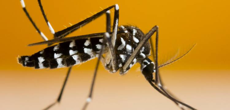 Nieuws: IJsland heeft zich vergist met Chikungunya-virus besmetting in Alicante