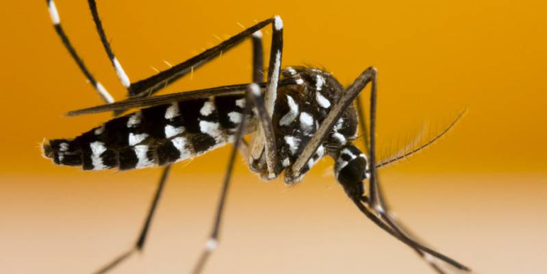 Nieuws: IJsland heeft zich vergist met Chikungunya-virus besmetting in Alicante